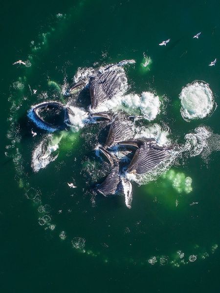 Alaska Humpback Whales lunging at surface of Frederick Sound while bubble net feeding